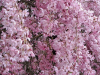 IMG-30bbf12f63b7e67a87f2413566f896a6-V