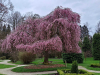 IMG-f00a435db99af9b2f216cc5f24d1b61a-V